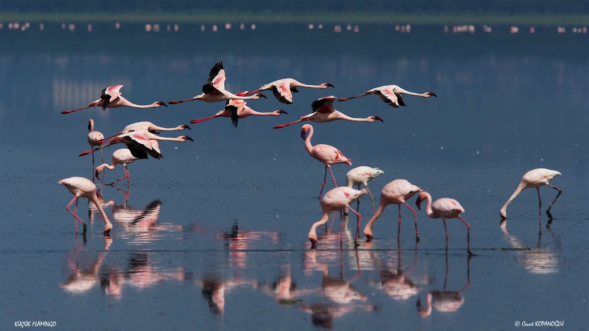 Lesser Flamingo