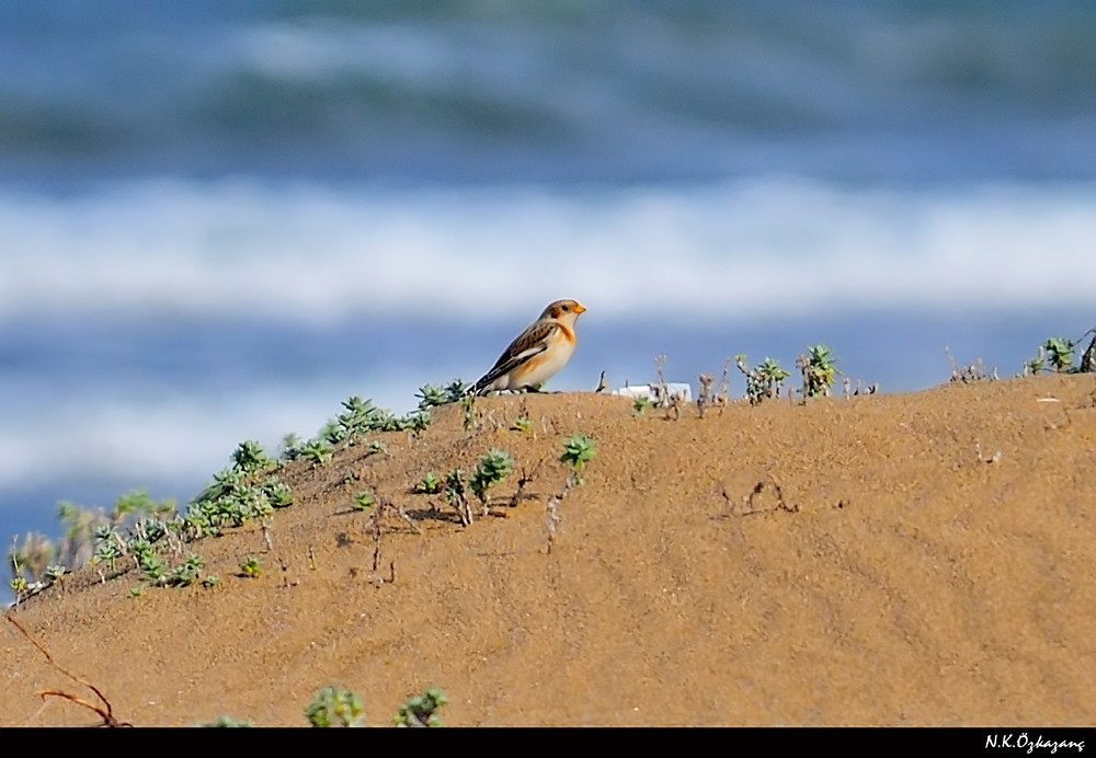 Snow Bunting