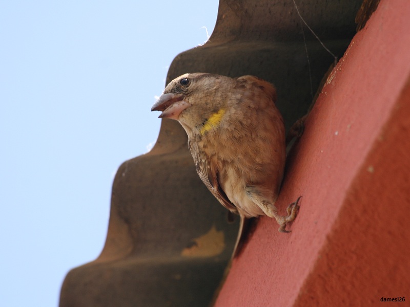Kaya Serçesi