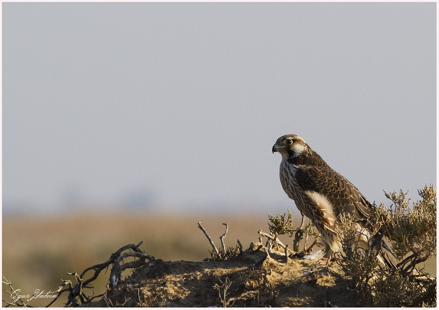 Saker Falcon