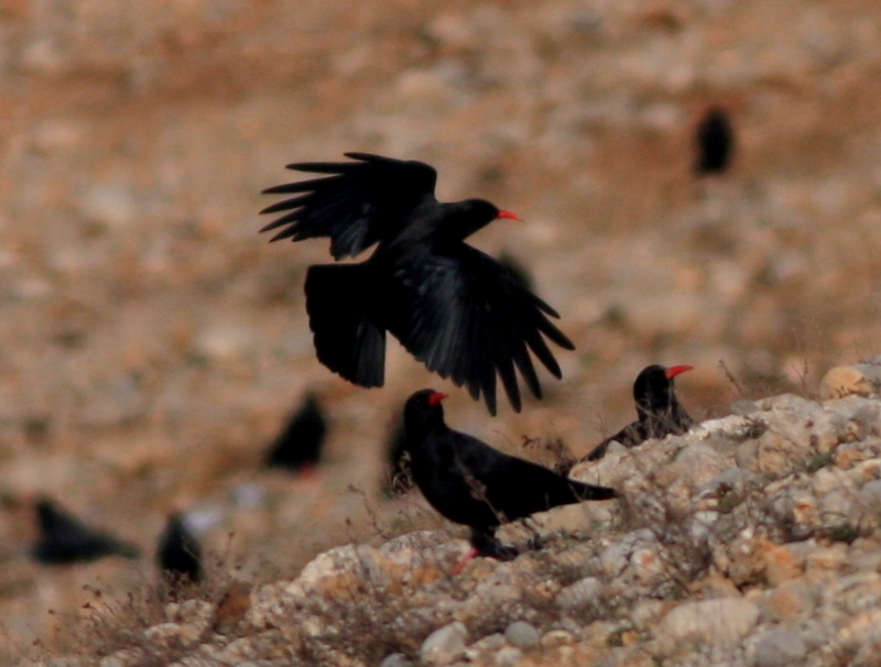 Red-billed Chough