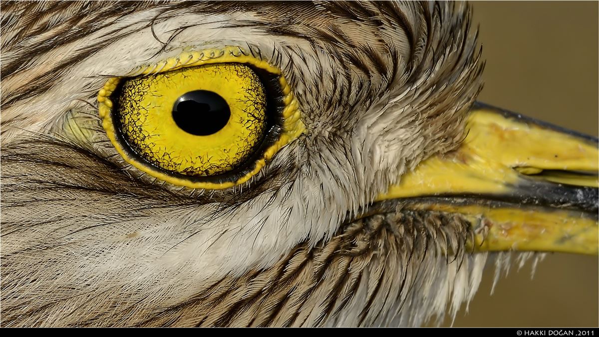 Eurasian Stone-curlew