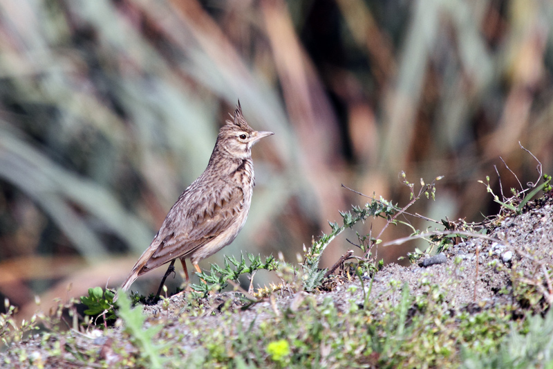 Crested Lark