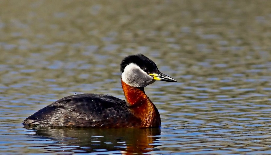 Red-necked Grebe