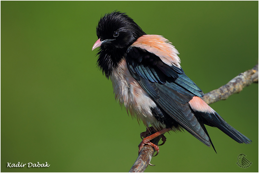 Rosy Starling