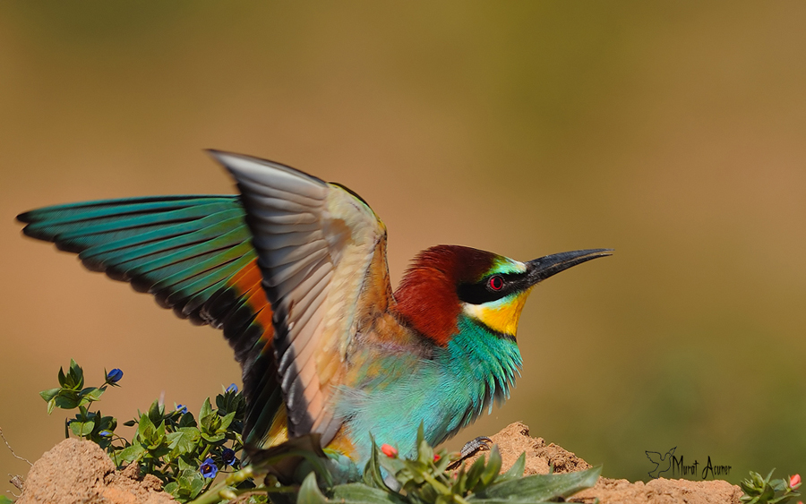 European Bee-eater