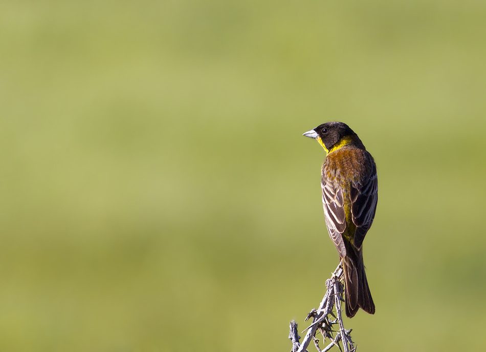 Black-headed Bunting