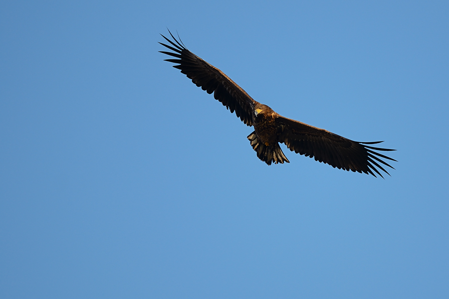 White-tailed Eagle