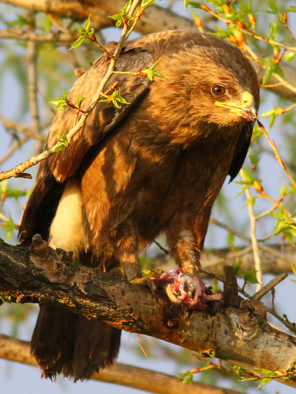 Lesser Spotted Eagle