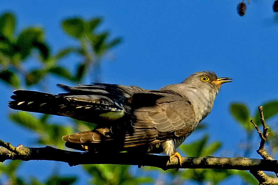 Common Cuckoo