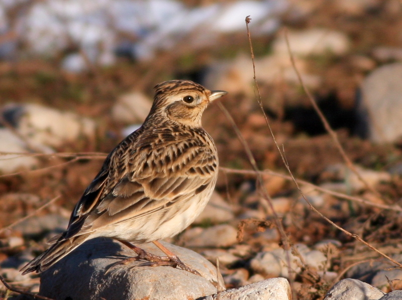 Eurasian Skylark