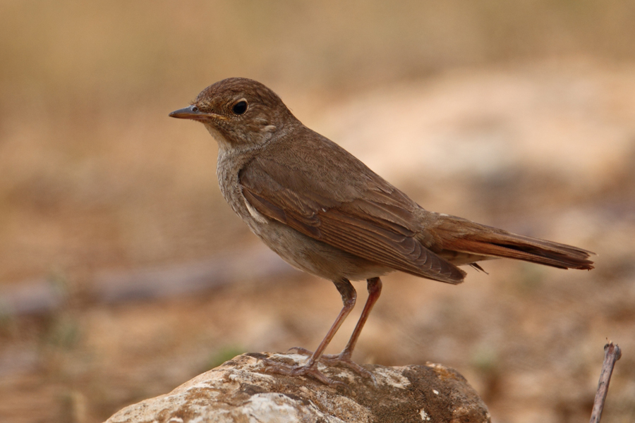 Thrush Nightingale