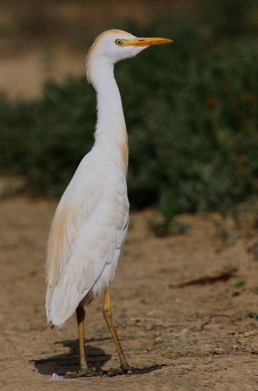 Western Cattle Egret