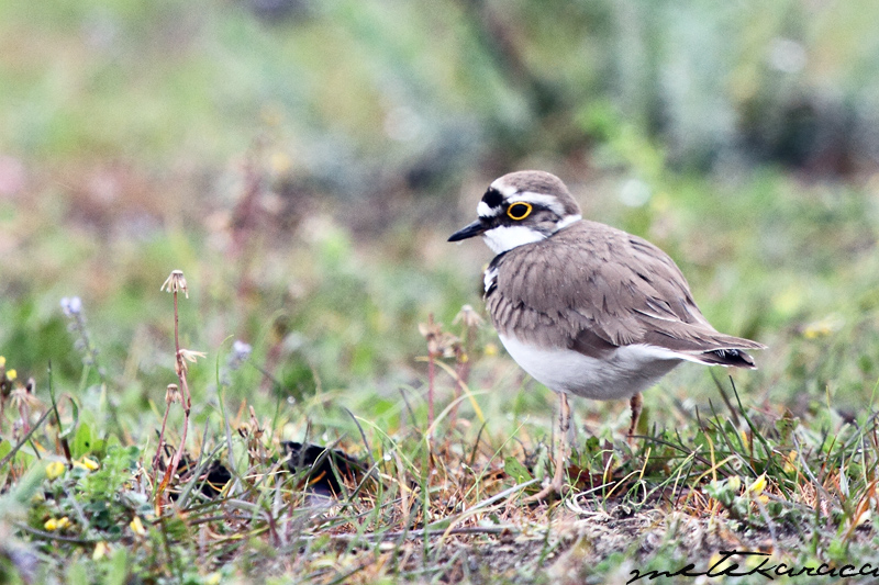 Little Ringed Plover