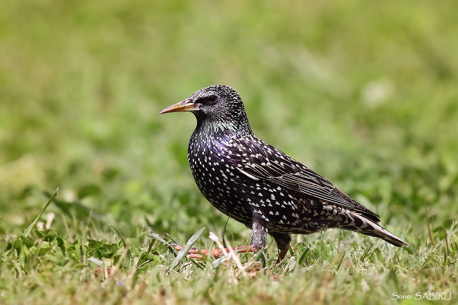 Common Starling