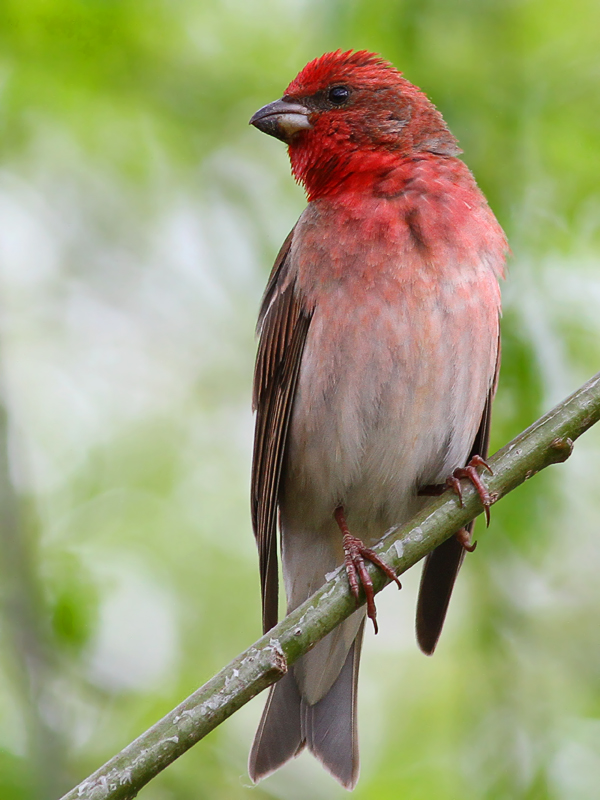 Common Rosefinch