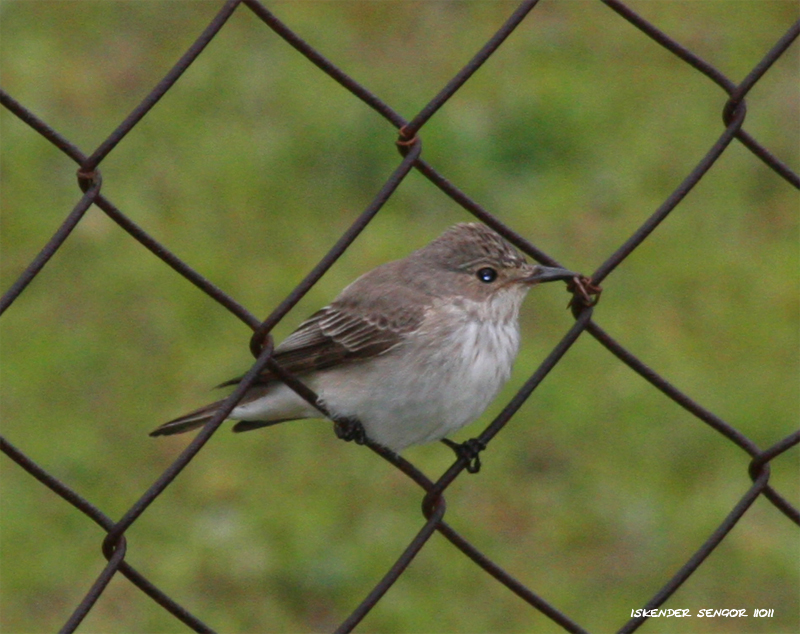 Spotted Flycatcher