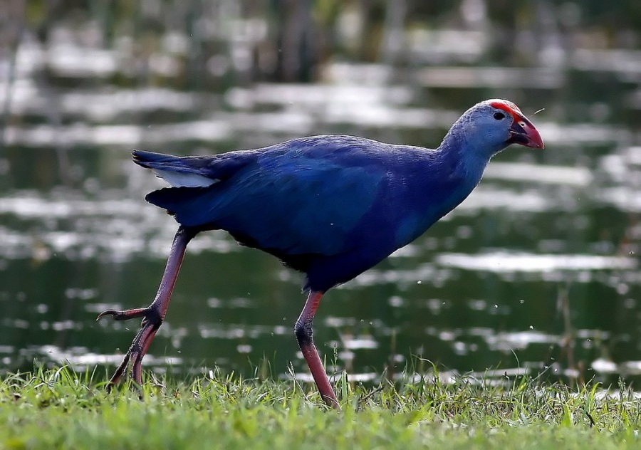 Grey-headed Swamphen
