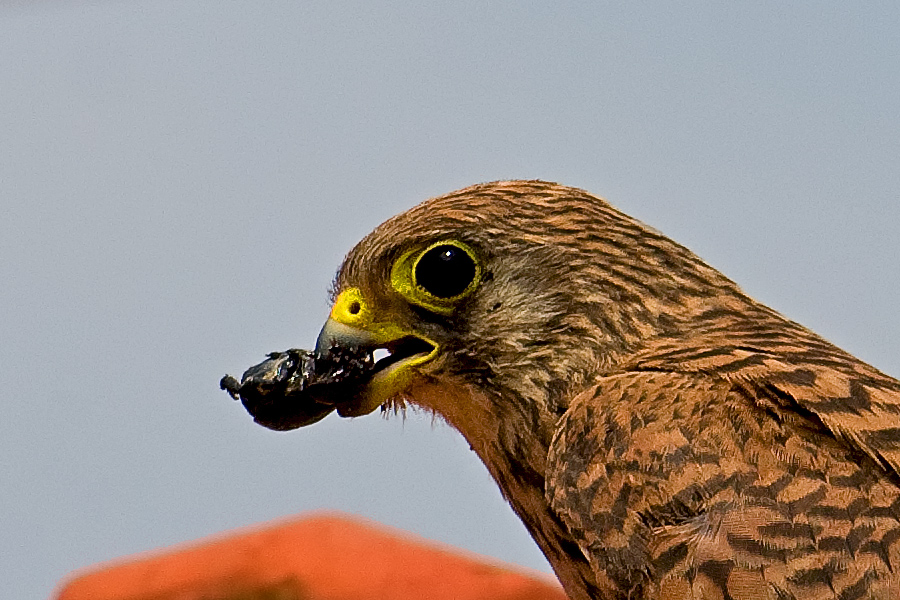 Lesser Kestrel