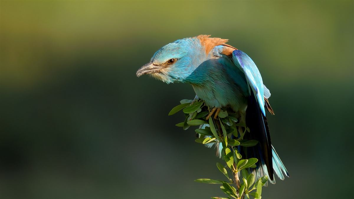 European Roller