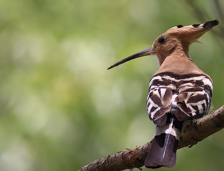 Common Hoopoe