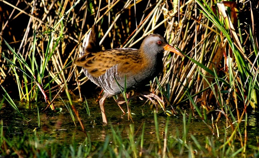 Water Rail