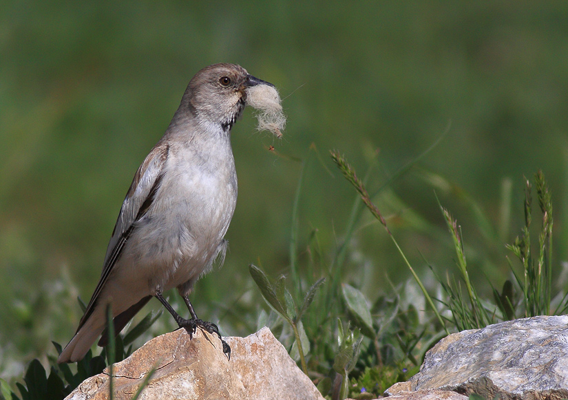 White-winged Snowfinch