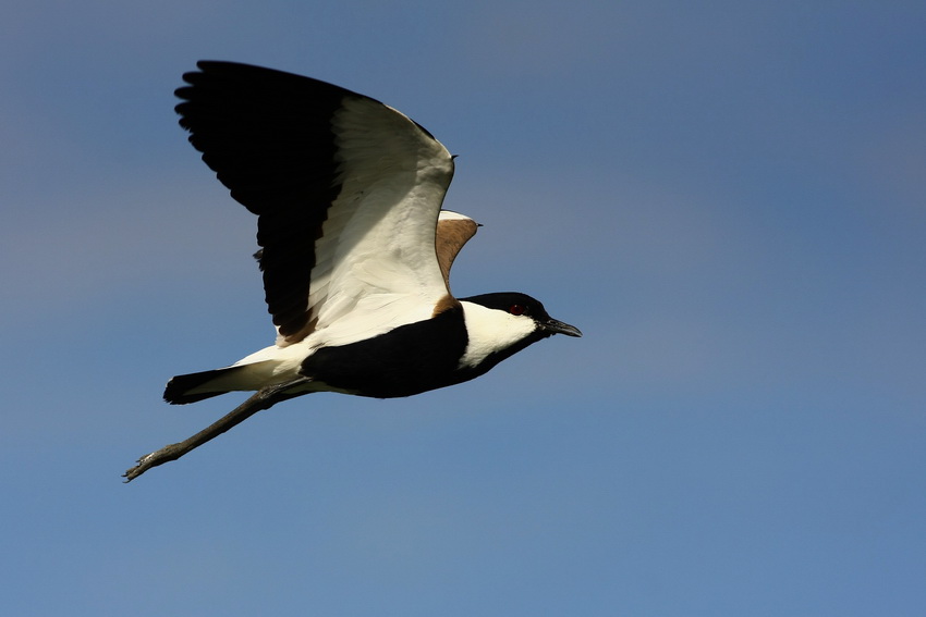 Spur-winged Lapwing