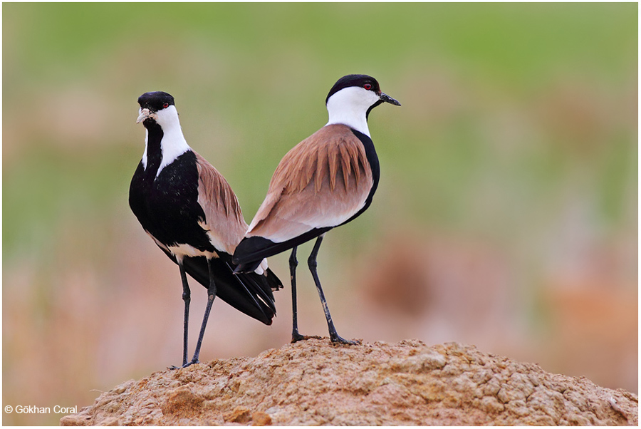 Spur-winged Lapwing