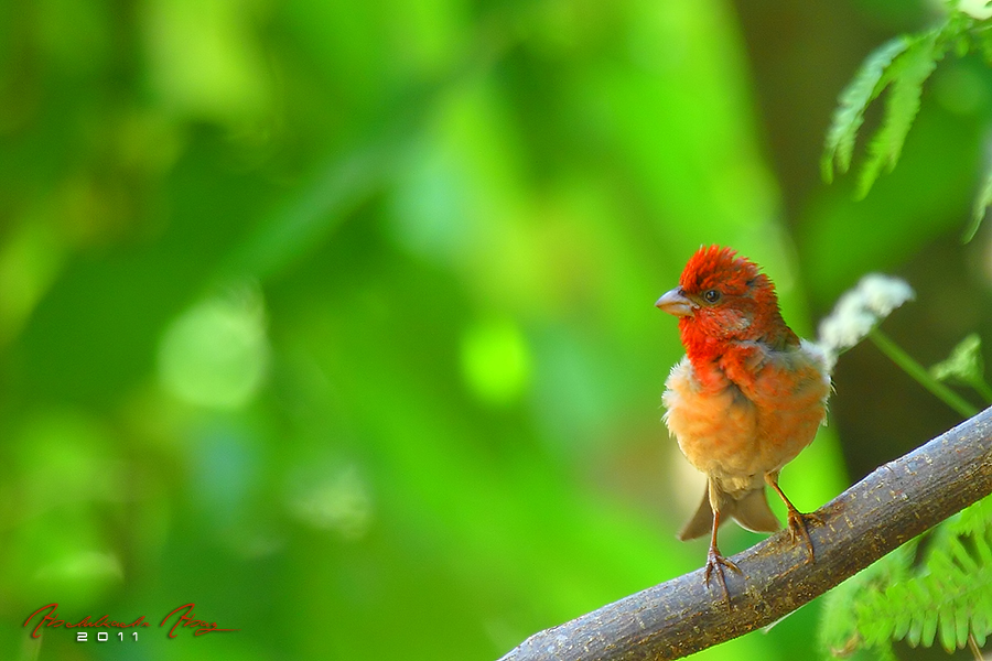 Common Rosefinch