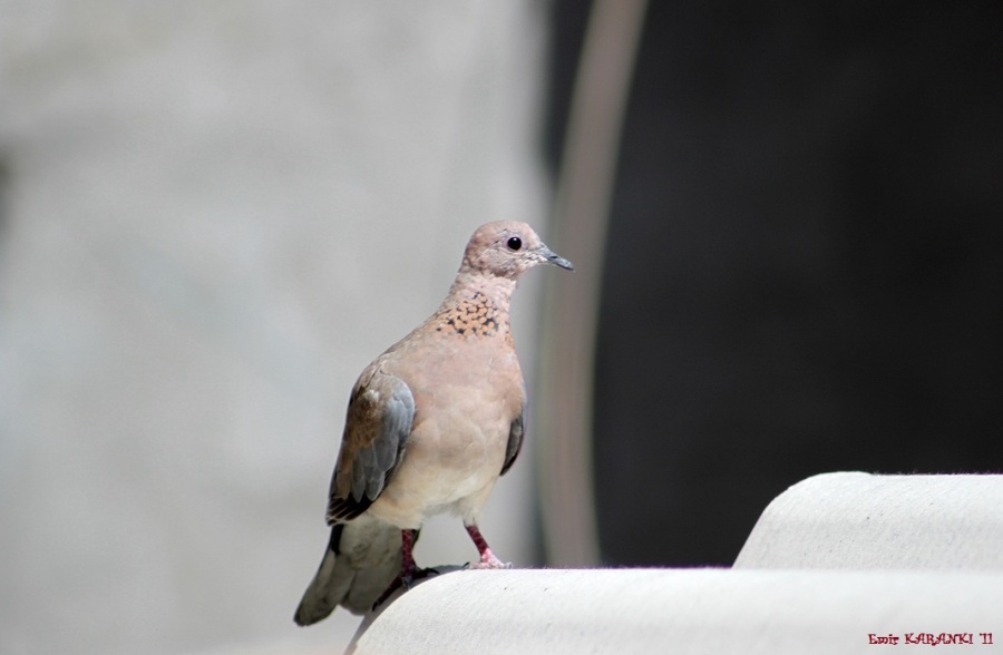 Laughing Dove