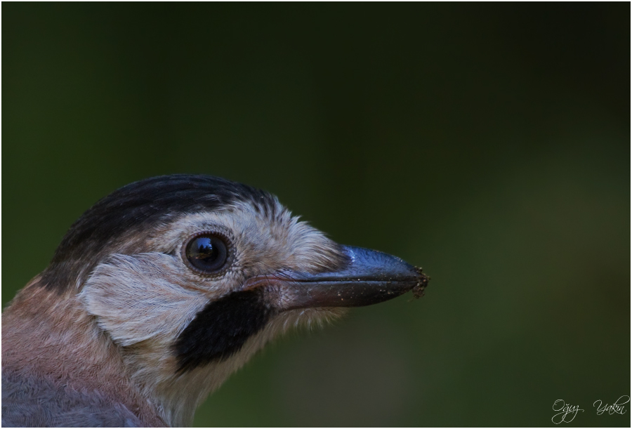 Eurasian Jay