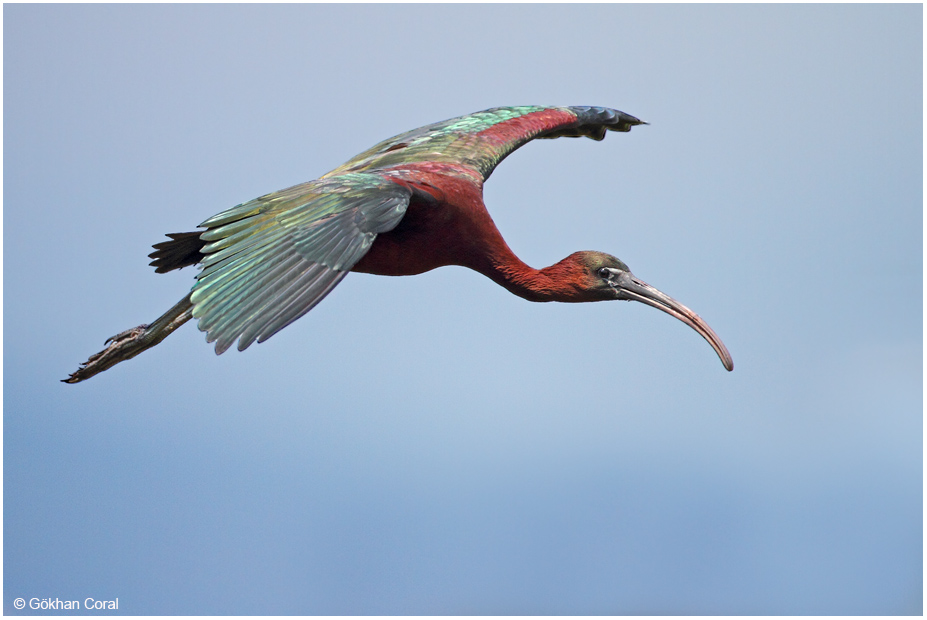 Glossy Ibis
