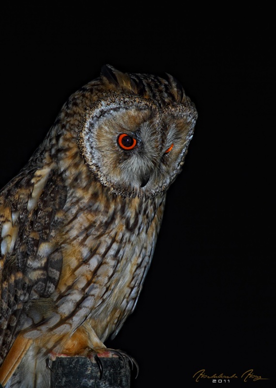 Long-eared Owl