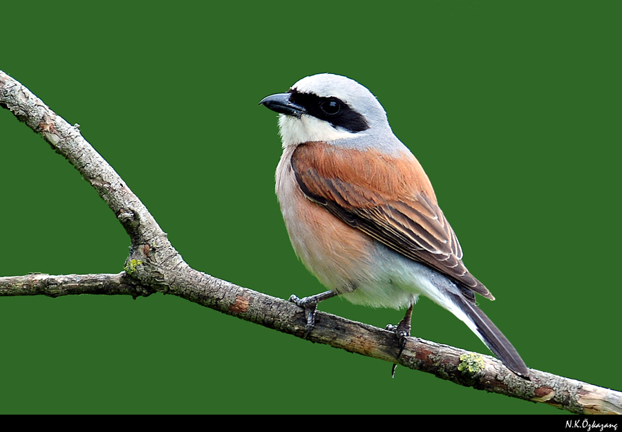 Red-backed Shrike