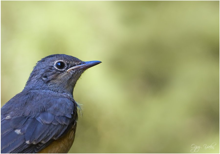 Common Rock Thrush