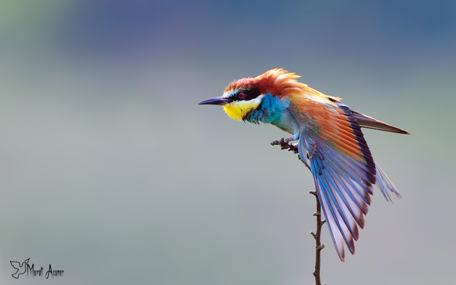European Bee-eater