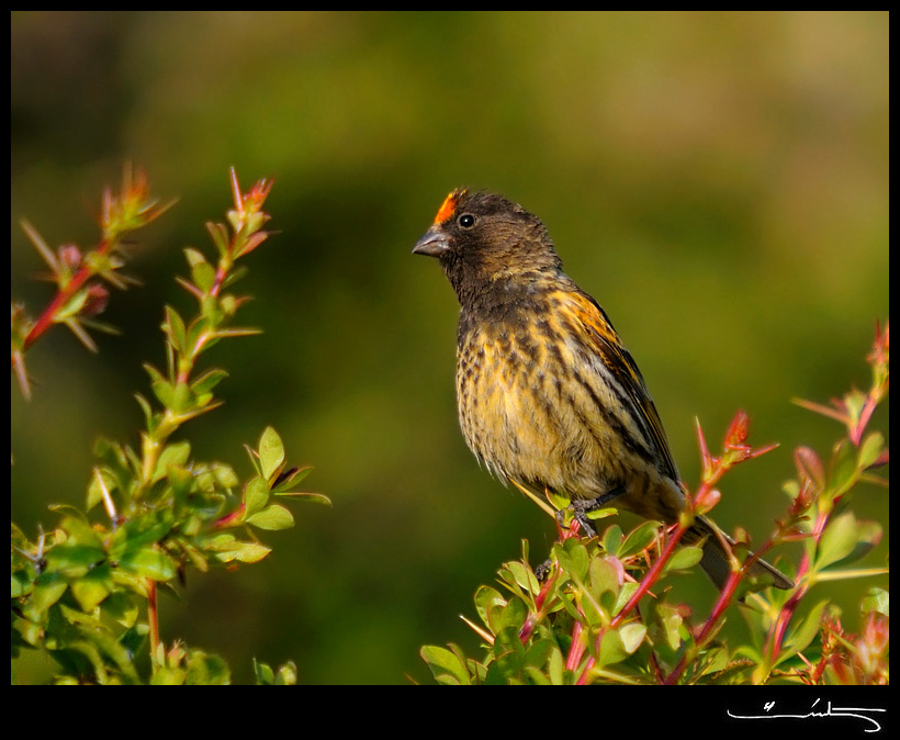 Red-fronted Serin