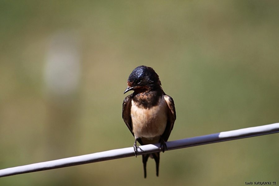Barn Swallow