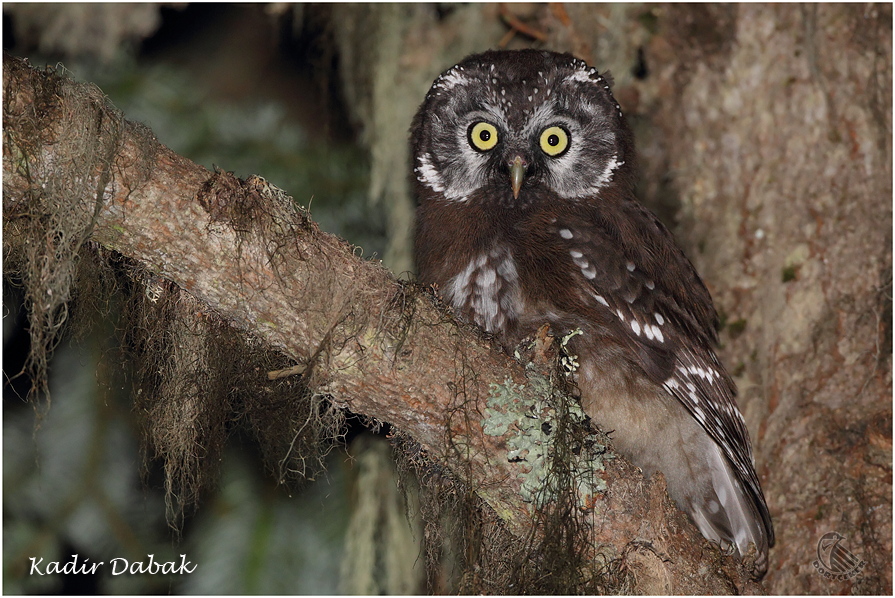 Boreal Owl