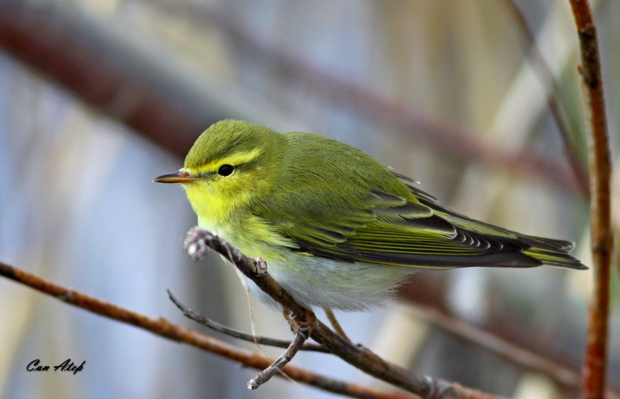 Wood Warbler