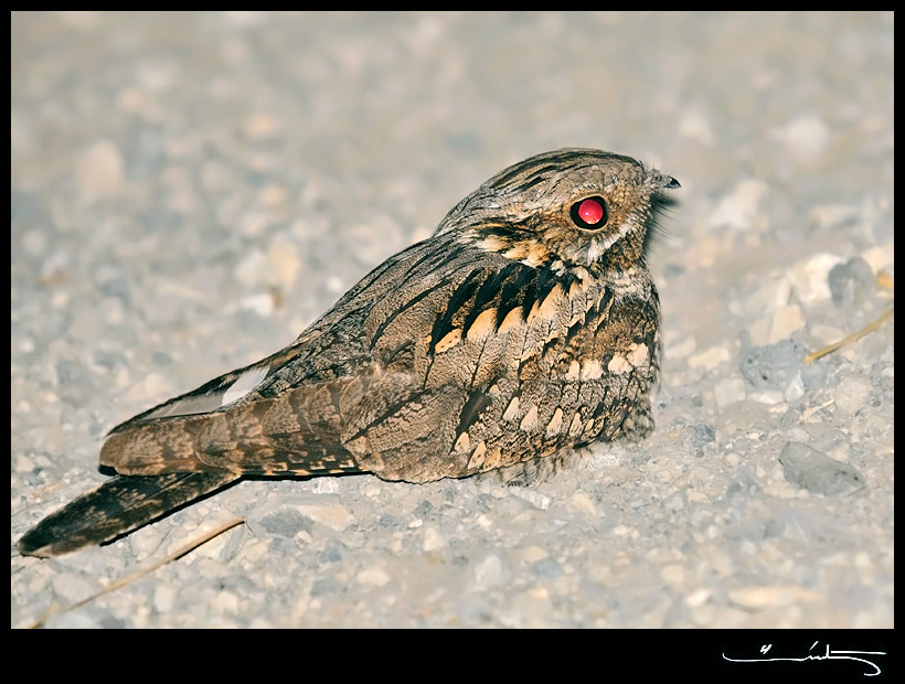 European Nightjar