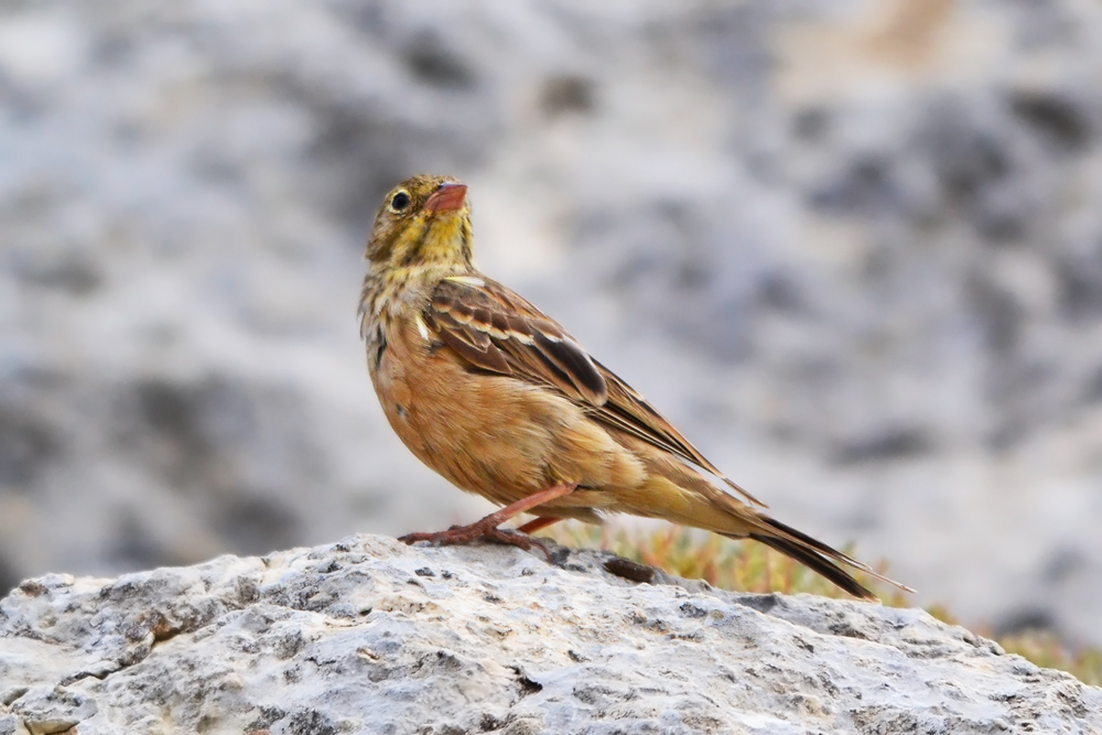 Ortolan Bunting