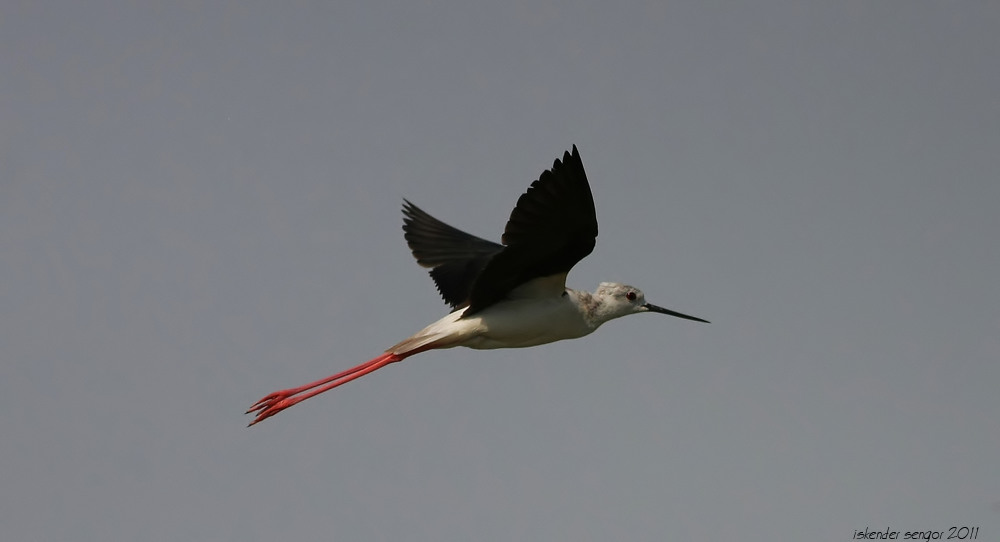 Black-winged Stilt