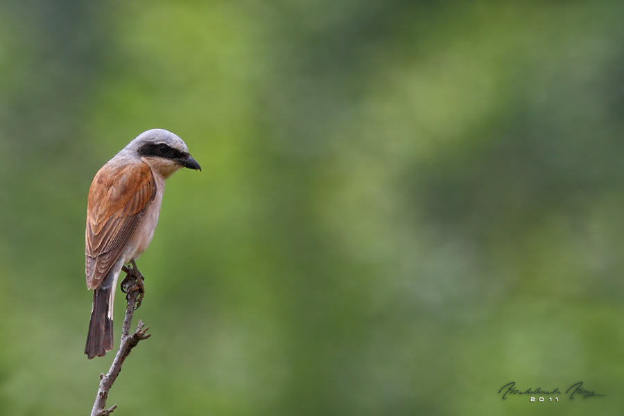 Red-backed Shrike