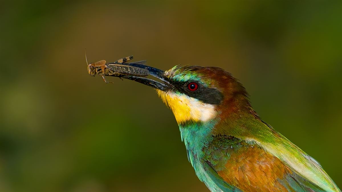 European Bee-eater