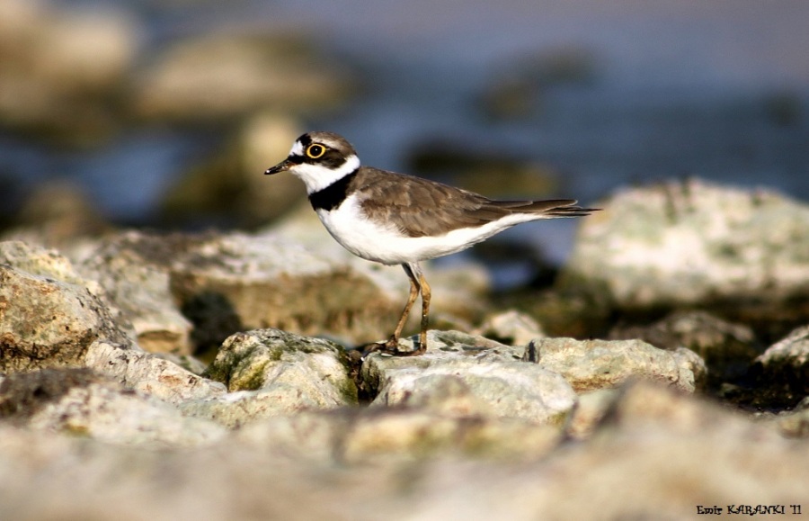 Little Ringed Plover
