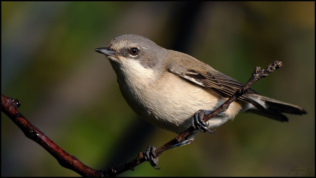 Lesser Whitethroat