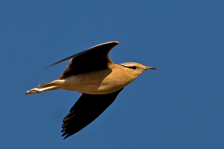 Cream-colored Courser