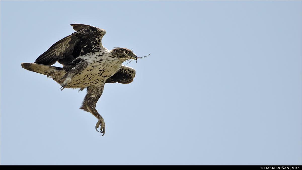 Bonelli`s Eagle